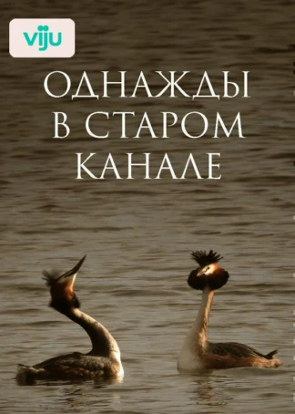 Однажды в старом канале
