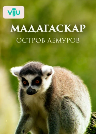 Мадагаскар: остров лемуров