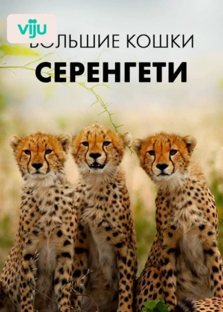 Большие кошки Серенгети