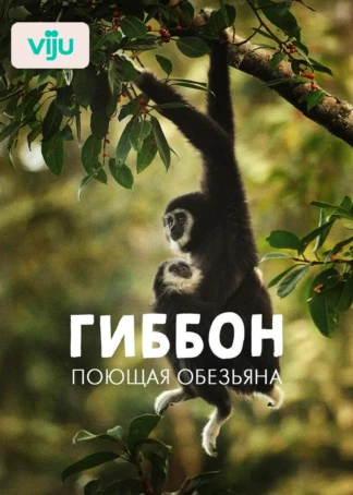 Гиббон — поющая обезьяна