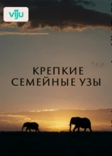 Крепкие семейные узы
