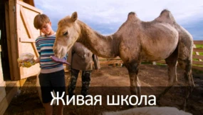 Актриса на ферме