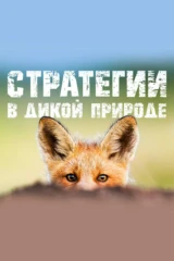 Стратегии в дикой природе
