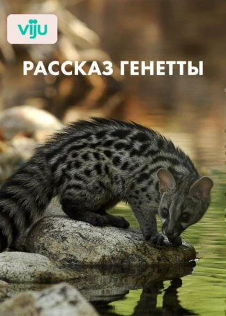 Рассказ генетты