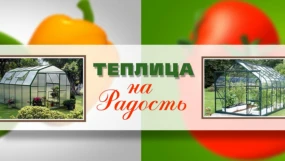 Подкормка растений, первый урожай в теплице