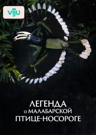 Легенда о малабарской птице-носороге