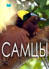 Самцы