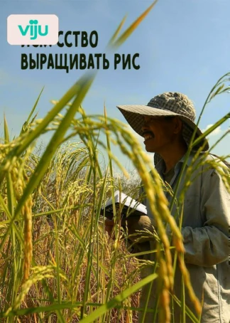 Искусство выращивать рис