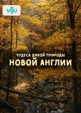 Чудеса дикой природы Новой Англии