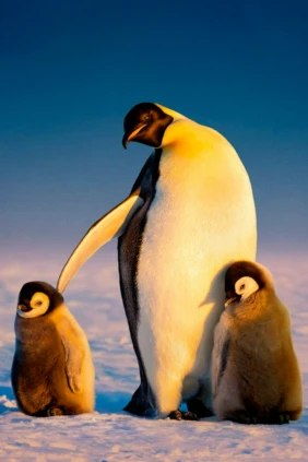 Secrets of the Penguins