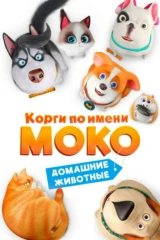 Корги по имени Моко, Домашние животные