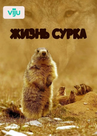 Жизнь сурка