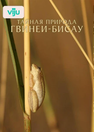 Тайная природа Гвинеи-Бисау