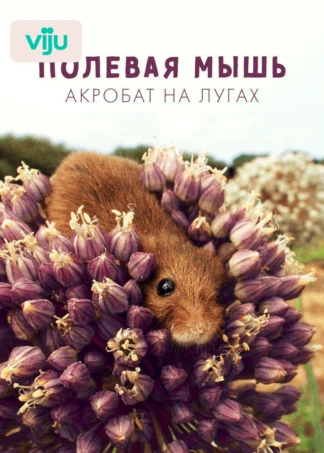 Полевая мышь: акробат на лугах