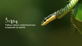 Трейлер 1