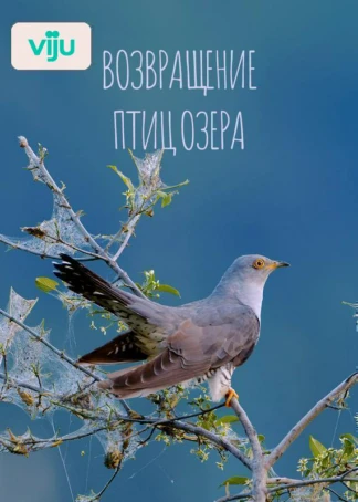 Возвращение птиц озера