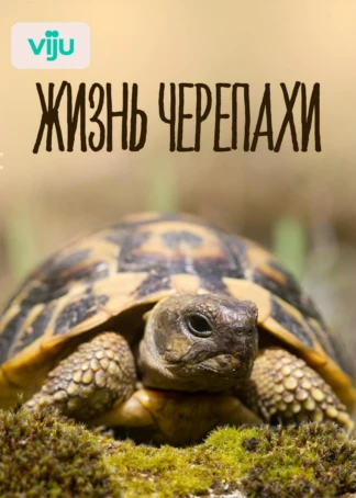 Жизнь черепахи
