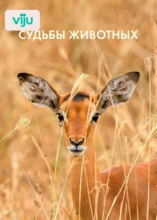 Судьбы животных