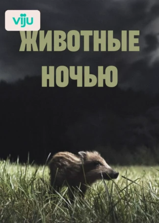 Животные ночью