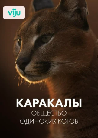Каракалы: общество одиноких котов