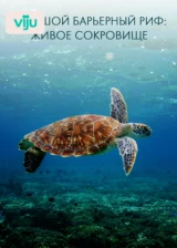 Большой Барьерный риф: живое сокровище