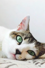Кошки Кло-Хилл