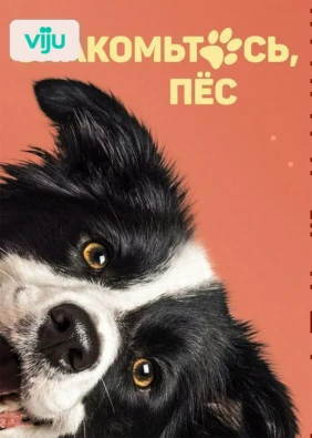Знакомьтесь, пес