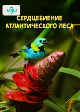 Сердцебиение атлантического леса