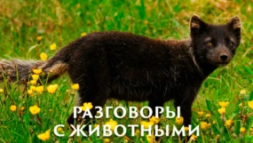 Разговор с крокодилом