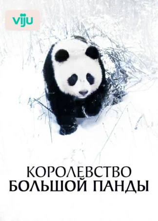 Королевство большой панды