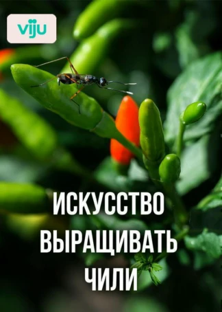 Искусство выращивать чили
