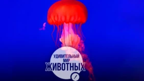 Трейлер 1