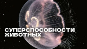Трейлер 1