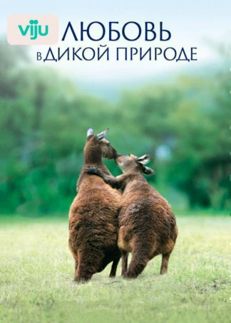 Любовь в дикой природе