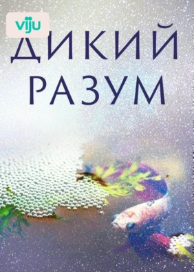 Дикий Разум