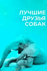 Лучшие друзья собак