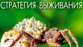 Трейлер 1