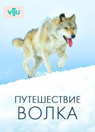Путешествие волка