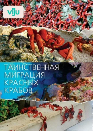 Таинственная миграция красных крабов