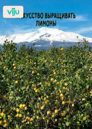 Искусство выращивать лимоны