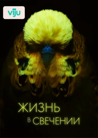 Жизнь в свечении