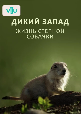 Дикий Запад: Жизнь степной собачки