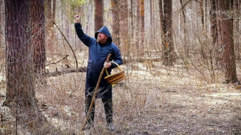 Тамбов. Лес