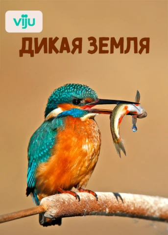 Иберийская рысь - хозяйка диких земель