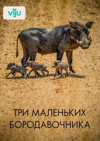 Три маленьких бородавочника
