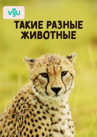 Такие разные животные