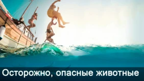 Трейлер 1