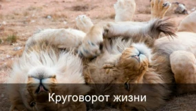 Пережить рождение