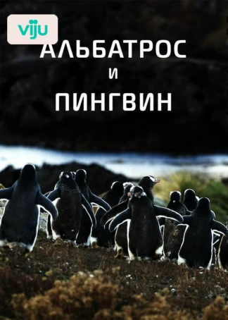 Альбатрос и пингвин