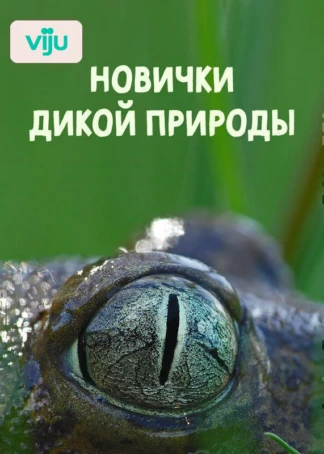 Новички дикой природы